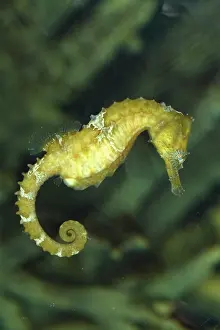 Seahorses: Seahorse