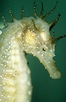 Kuda: SEAHORSE