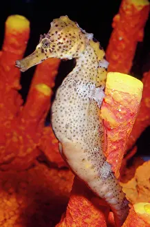 Seahorses: SEAHORSE