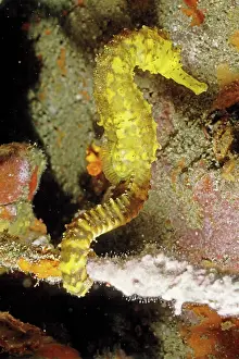 Auscape International: Seahorse