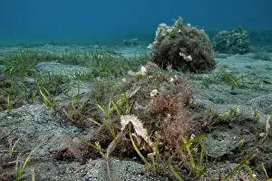 Agios: Seahorse