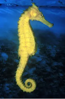 Seahorse: SEAHORSE