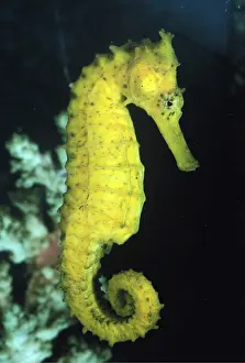 Seahorse: SEAHORSE