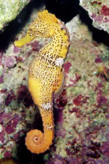 Ken Lucas: SEAHORSE