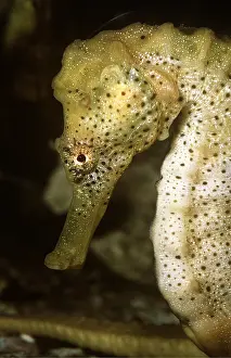 Seahorse: SEAHORSE - C/U HEAD