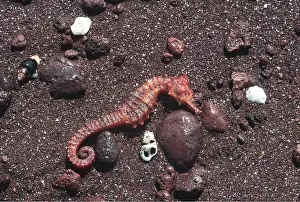 Seahorse: SEAHORSE - Dead on beach