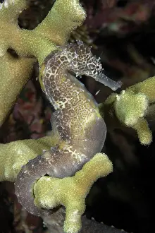 Visayan: Seahorse, Hippocampus sp. Light house reef, Malapascua Isl