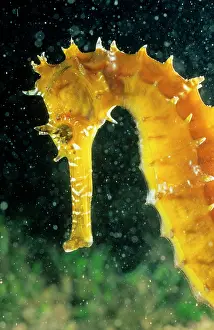Seahorses: Seahorse - ' Longsnout' size 6 cm