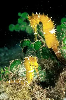 Seahorses: Seahorse - ' Longsnout' size 6 cm