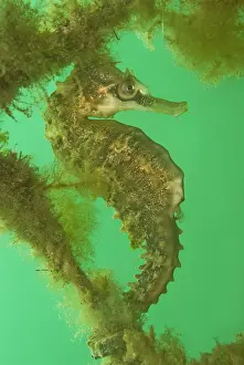 Seahorses: Seahorse - male - Commonly seen in bays and sheltered areas