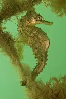 Breviceps: Seahorse - on an old net