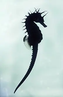 Seahorses: Seahorse - under water silhouette