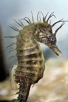 Seahorses: Seahorse - under water silhouette