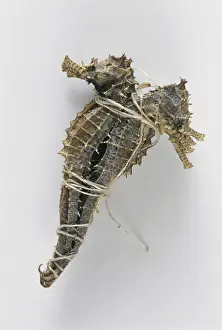 Poaching: Seahorses Bundled for Illegal Sale