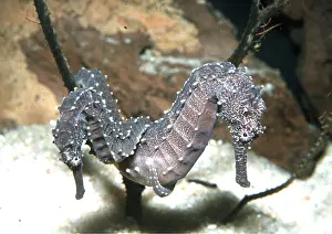 Seahorse: SEAHORSES - Copulating
