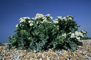 Crambe: Seakale - growing on Shingle Beach