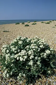 Crambe: Seakale - growing on Shingle Beach