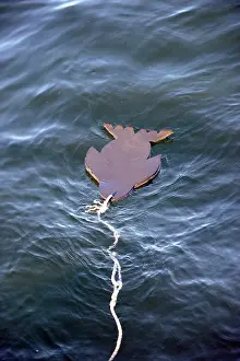 Decoy: Seal Decoy - Neoprene seal used to fool great white