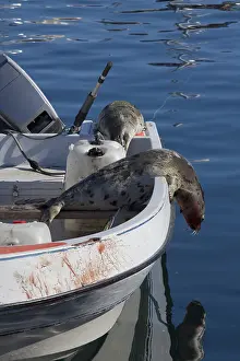 Killed: Seal hunting - killed Harp seals on boat - Uummannaq