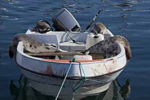 Killed: Seal hunting - killed Harp seals on boat - Uummannaq