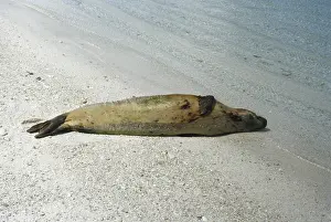 Killed: Seal Killed by Oil Pollution
