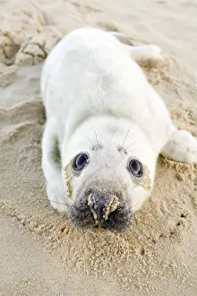 Innocent: Seal lying on beach