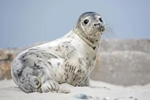 Helgoland: Seal (Phoca vitulina), young, UNESCO World Heritage