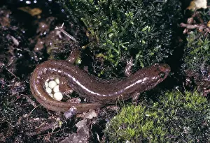 Monticola: Seal Salamander w/Eggs