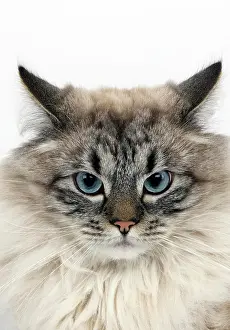 Masquerade: Seal Tabby Point Neva Masquerade Siberian Domestic