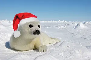 Groenlandica: Seal - wearing Christmas hat