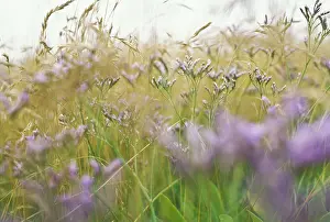 Beachgrass: Sealavender