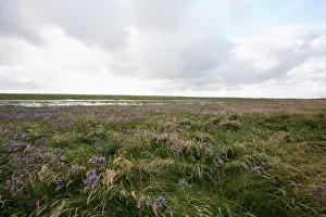 Beachgrass: Sealavender