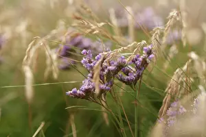 Beachgrass: Sealavender