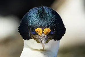 Sealion: Sealion Island, Imperial Shag (Phalacrocorax albiventer)