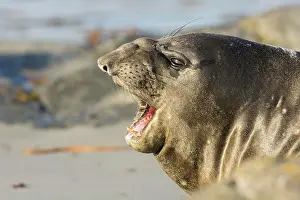 Sealion: Sealion Island, Southern Elephant Seal (Mirounga