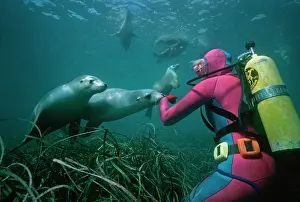 Neophoca: Sealion wth a diver