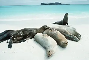 Contentment: SEALIONS - basking on beach