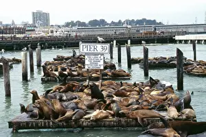 Piers: Sealions - at Pier 39, San Francisco