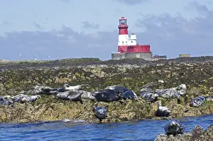 Farne: Seals basking on rocks near Longstone lighthouse