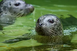 Curiosity: Two seals in green water, one in the foreground with a curious look