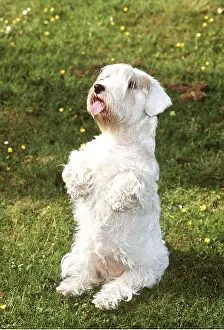 Begging: SEALYHAM TERRIER DOG - begging
