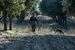 Yield: Search of the black truffle in Southern France