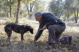 Picking: Search of Black Truffles with a truffle Dog Provence