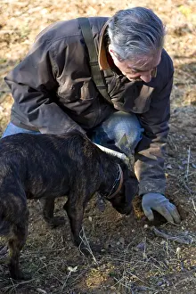 Pleasant: Search of Black Truffles with a truffle Dog Provence