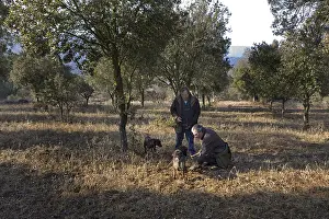 Lanes: Search of Black Truffles with truffle Dogs Provence