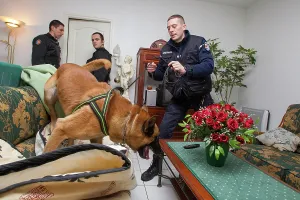 Composition: Search narcotic during a house search - France