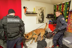 Herding: Search narcotic during a house search - France