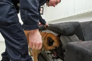 Herding: Search narcotic during a house search - France