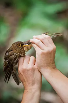 Scientist: Searching for parasites on a Forest Thrush (Turdus