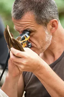 Binoculars: Searching for parasites on a Forest Thrush (Turdus